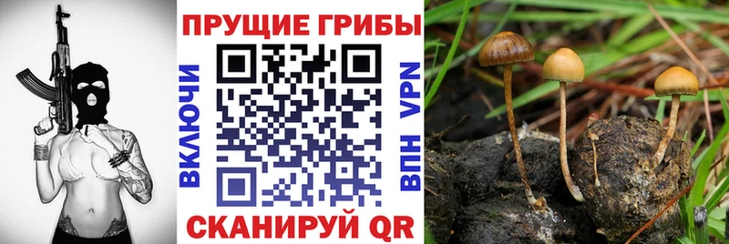 где продают наркотики Нововоронеж Псилоцибиновые грибы мицелий